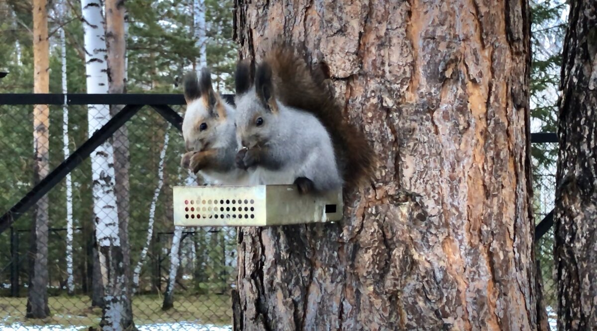 Кнопка и Черныш в одной кормушке