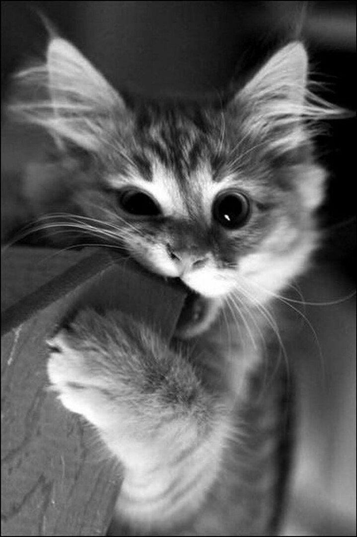 Фото заимствовано с сайта https://ru.pinterest.com/