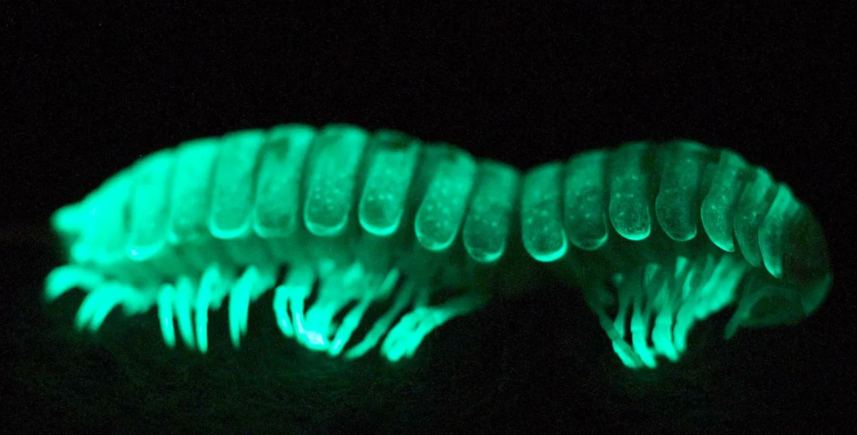 Its glowing. Светящиеся насекомые. Светящиеся животные. Многоножка. Мотиксия