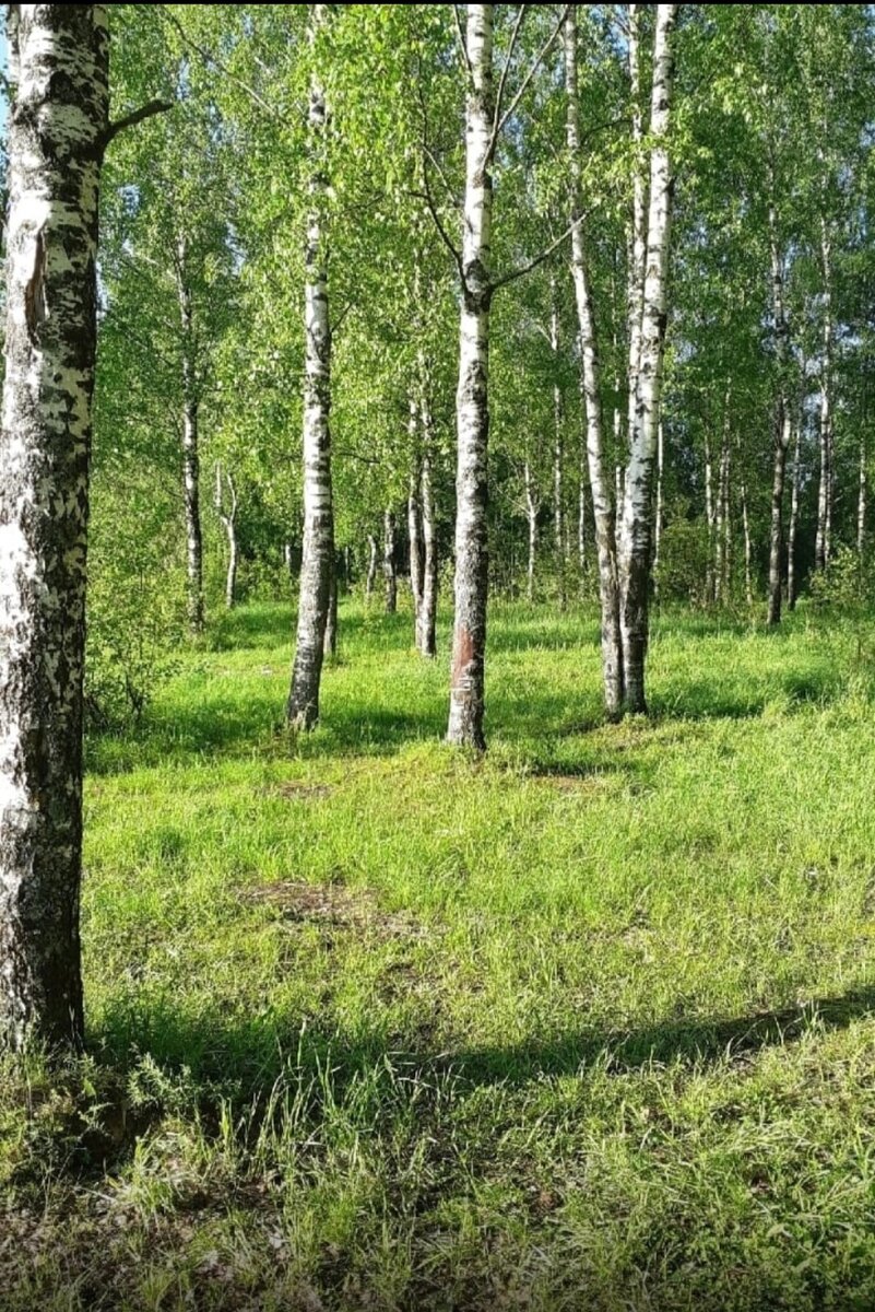 Берёзовая роща. 