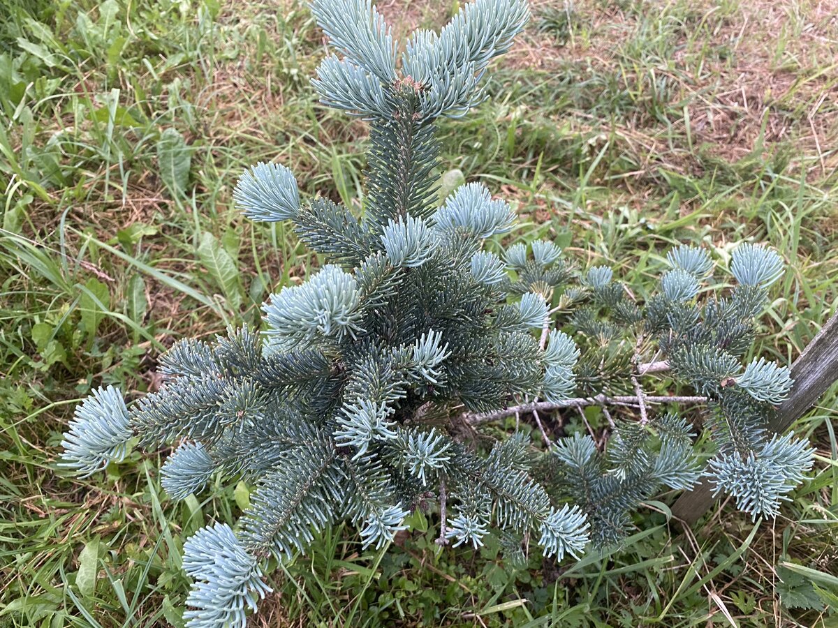 пихта блю эмперор. пихта субальпийская compacta. пихта субальпийская описание. пихта lasiocarpa compacta. пихта горная аргентеа.