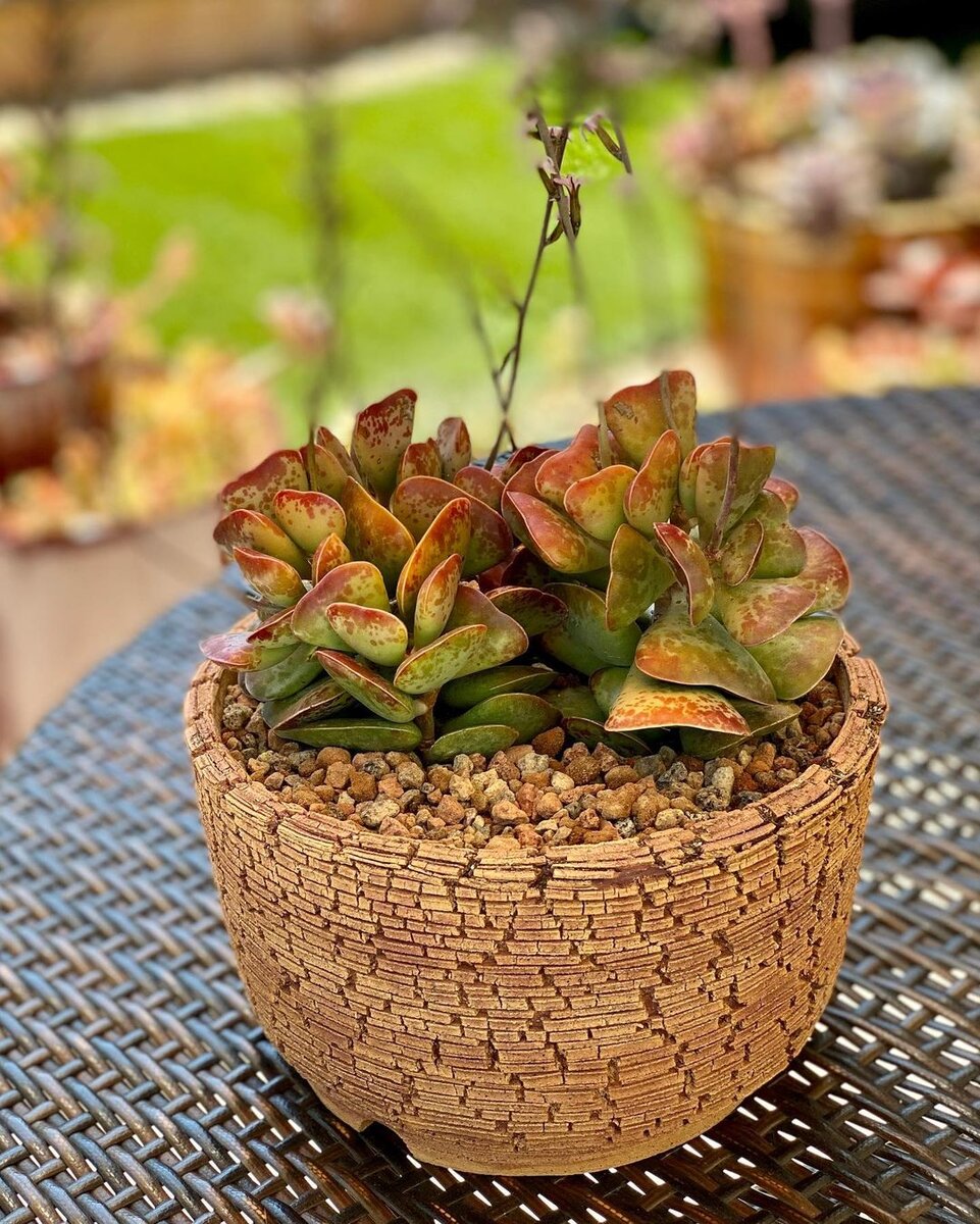 @mysucculentaddictionisreal