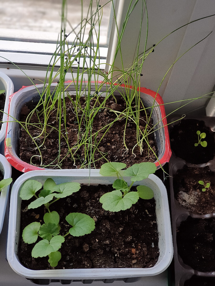 Порей и герань.