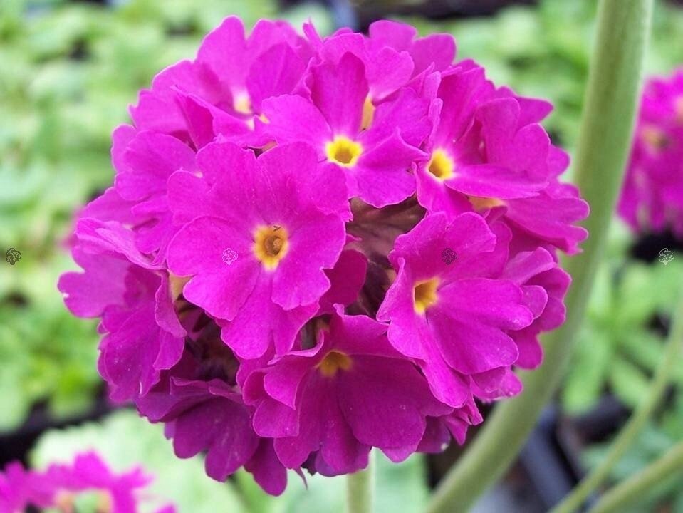 Rubin Primula