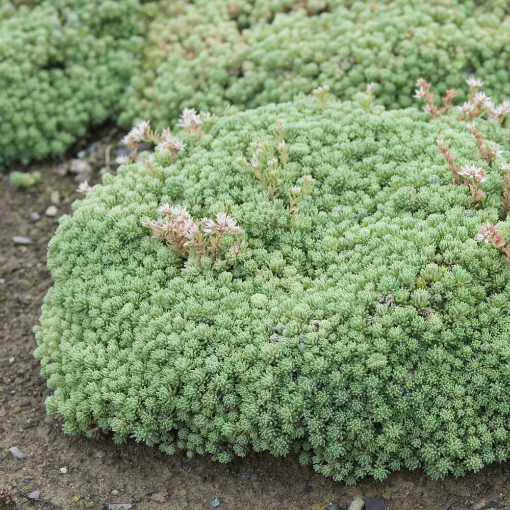 Очиток толстоветвистый Sedum pachyclados