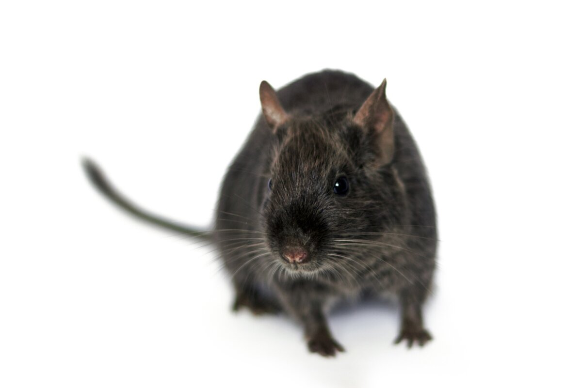 Фото - О. Ковалевская