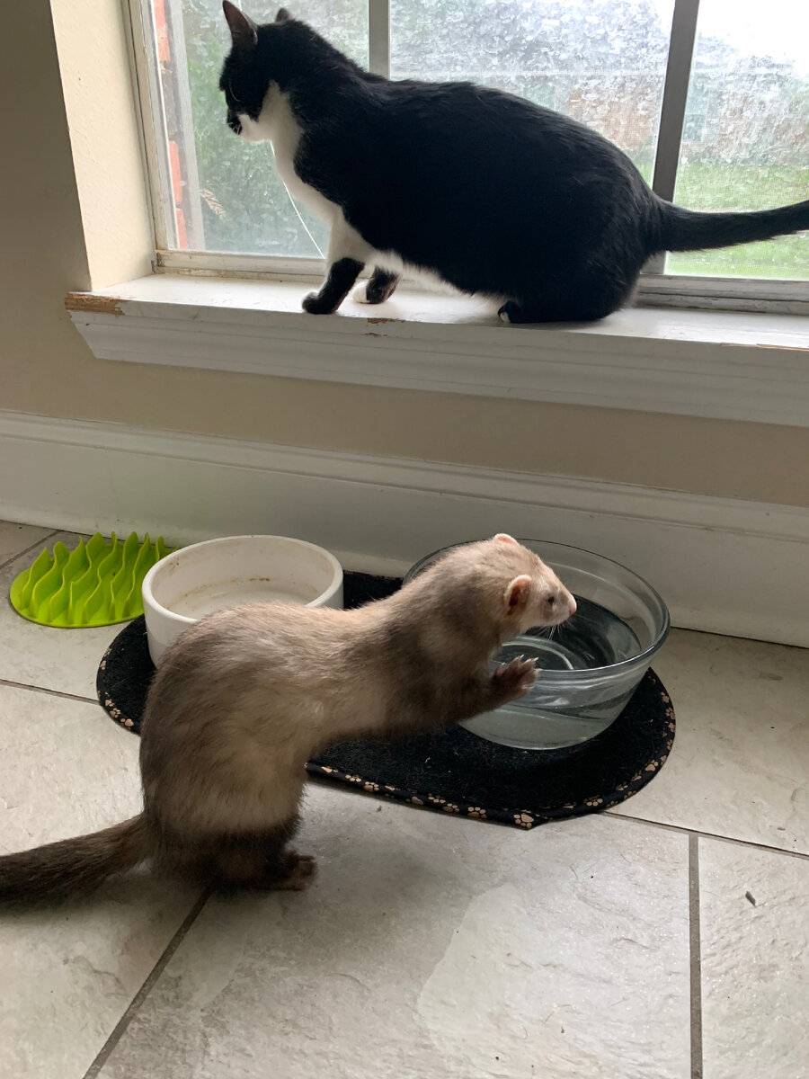 Люси тявкает на птиц за окном, а Аста пьёт, опустив морду до самых ушей. 