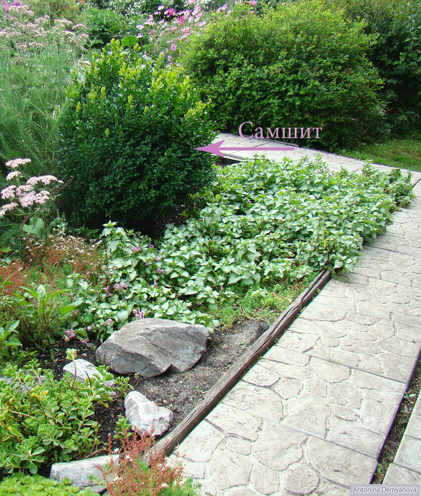 Фото автора статьи, середина июля.