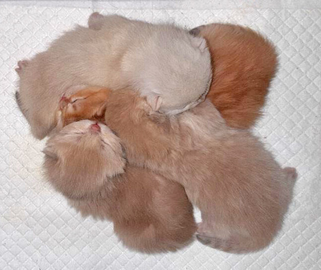 Котята британские шиншиллы - возраст 6 дней