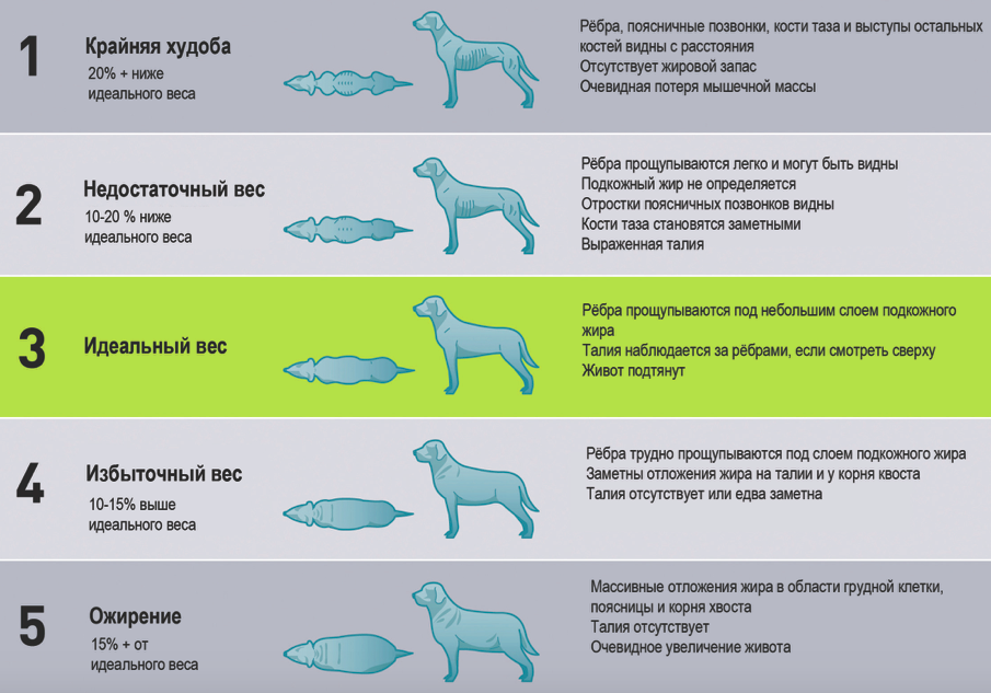 Масса тела собаки: как правильно контролировать вес [Собаки Dogs]