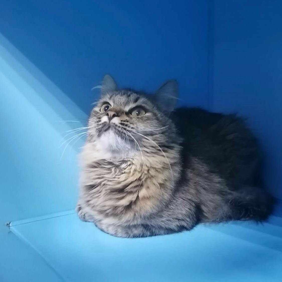 Фото сделано в зооцентре КиС — после стерилизации Стеллу ждала улица