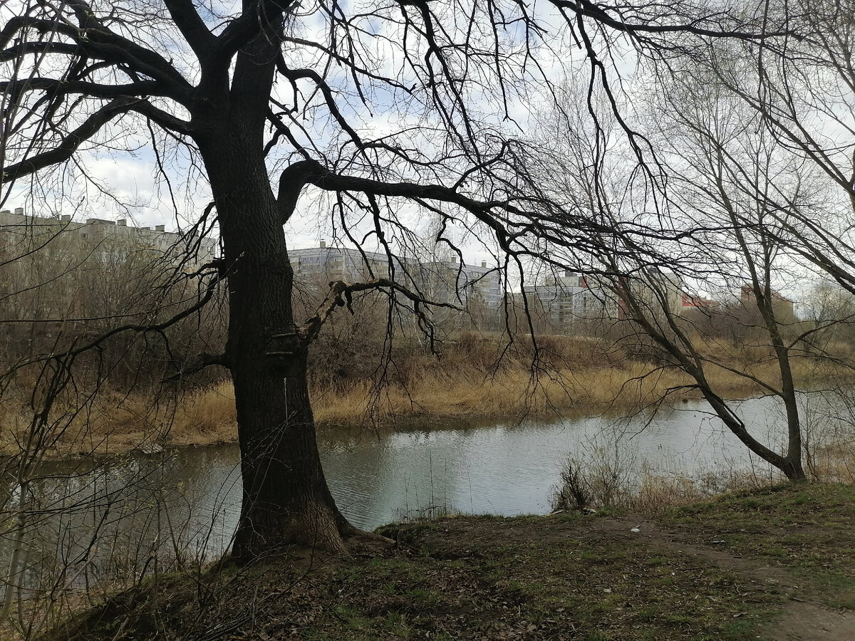 Черезовский пруд, микрорайон Дашково-Песочня