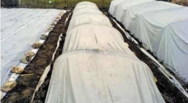 Как защитить картофель от заморозков. Картофельный спас. Защита посевов от заморозков. Как защитить картофель от заморозков. Как защитить картофель от заморозков.