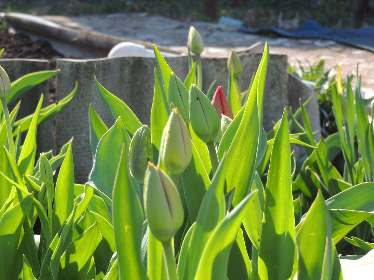 Мои тюльпаны