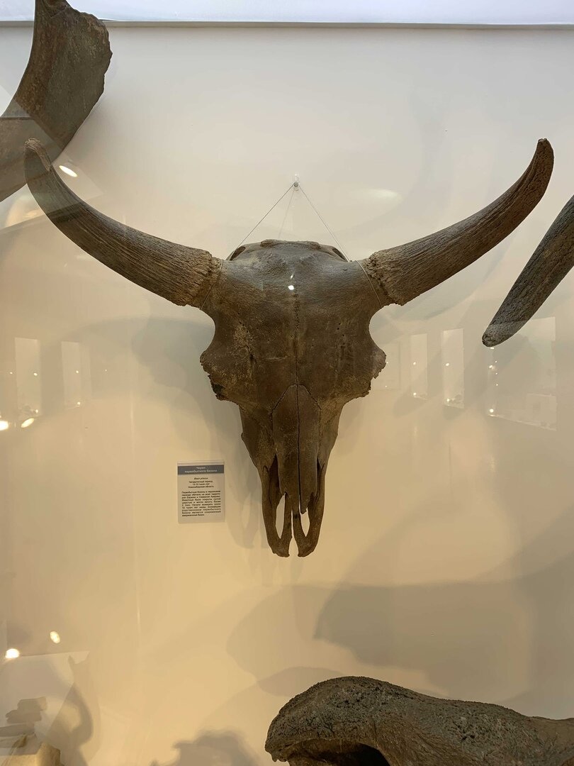 Череп первобытного бизона.
