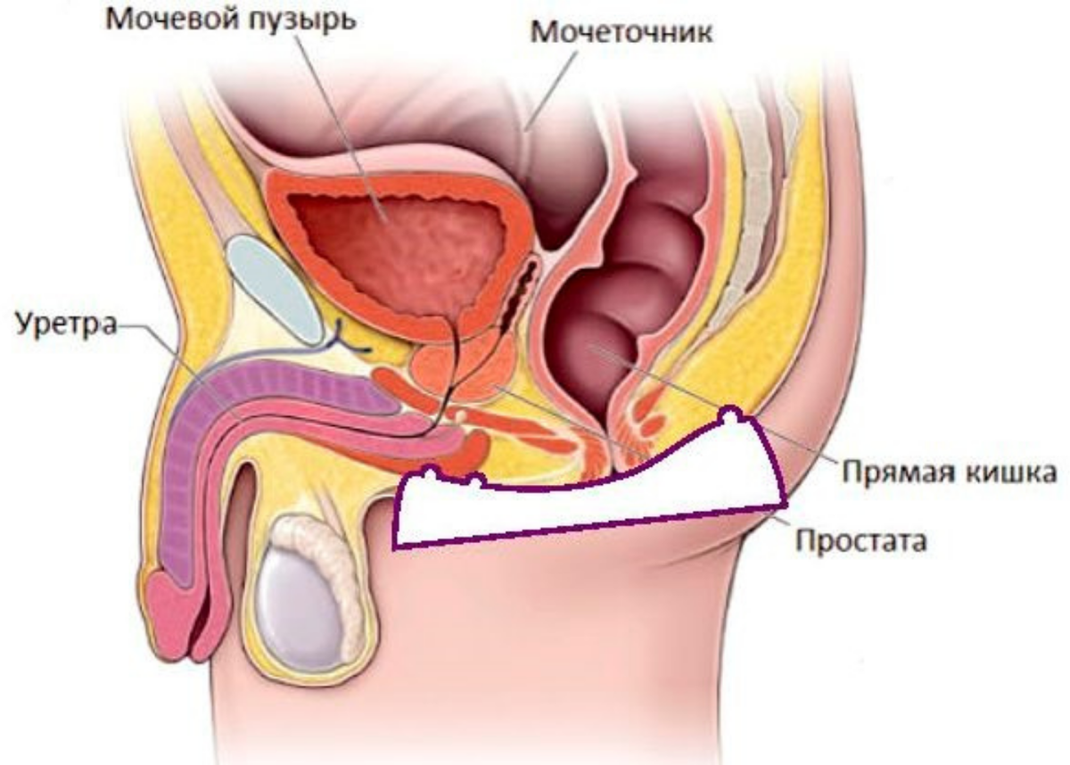 Простата у мужчин находится. Где находится простата у мужчин. Точка простаты у мужчин. Проекция простаты у мужчин. Где находится простата у мужчин массаж.