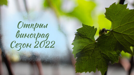 Открыл виноград. Сезон 2022