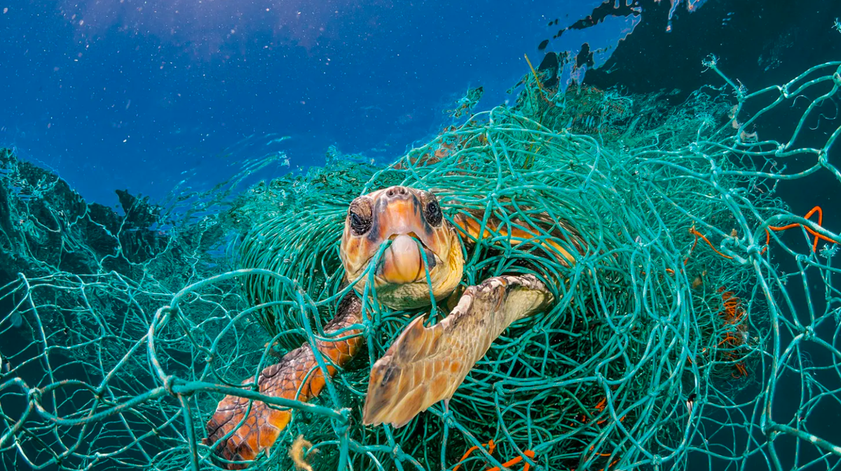 Животные страдающие от загрязнения. Морские животные в мусоре. Пластик в животном мире. Морские животные и пластик.