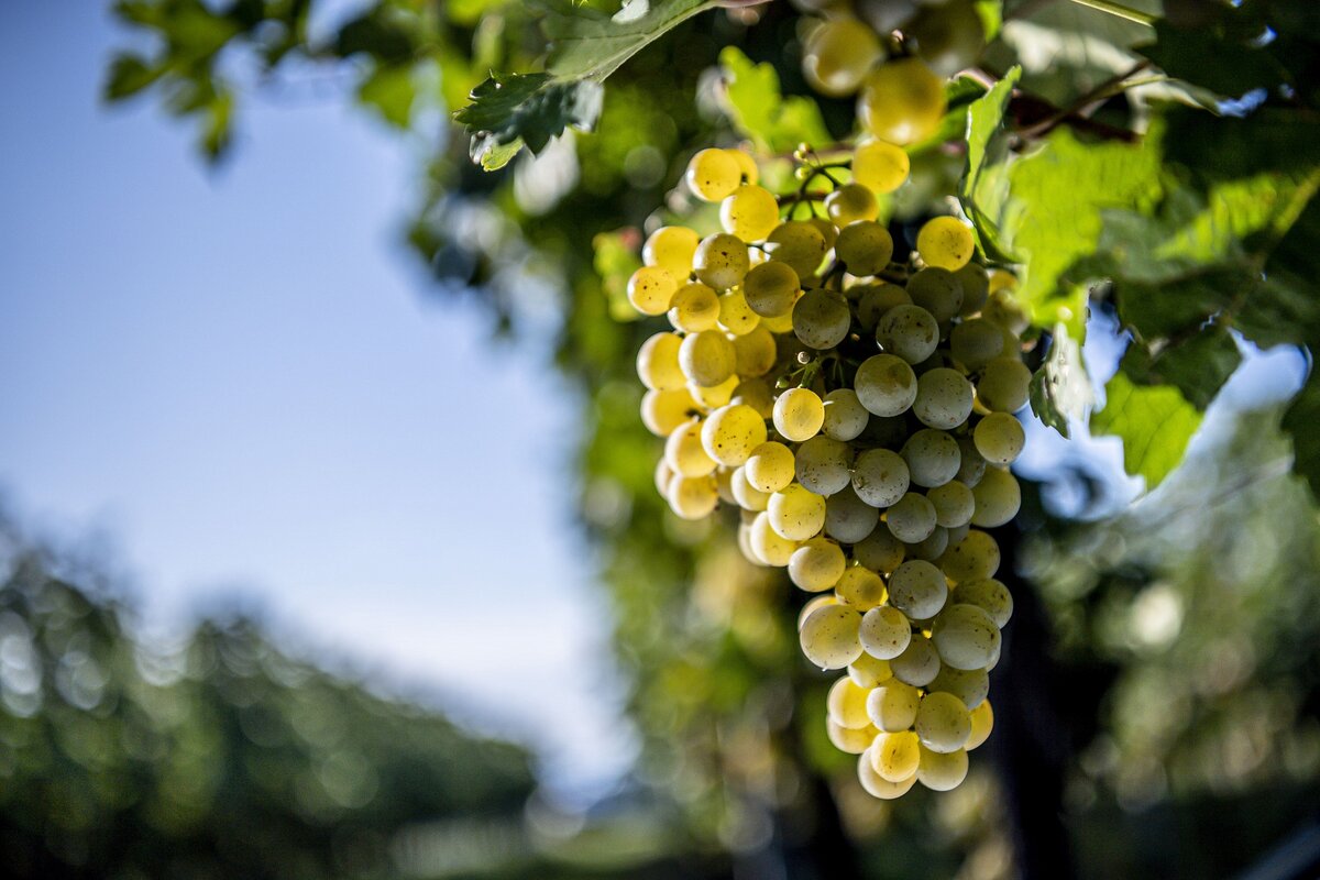 Gruner Veltliner виноград