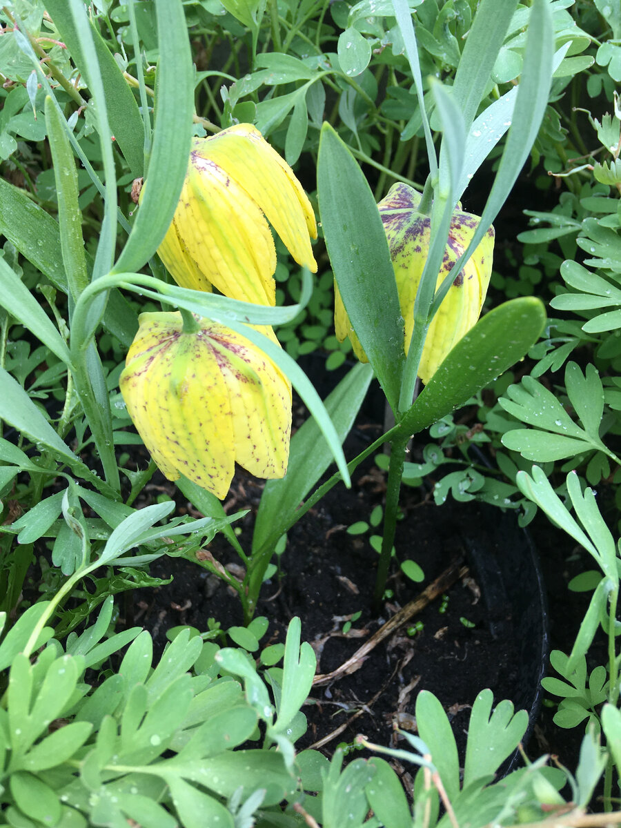 Fritillária lutea