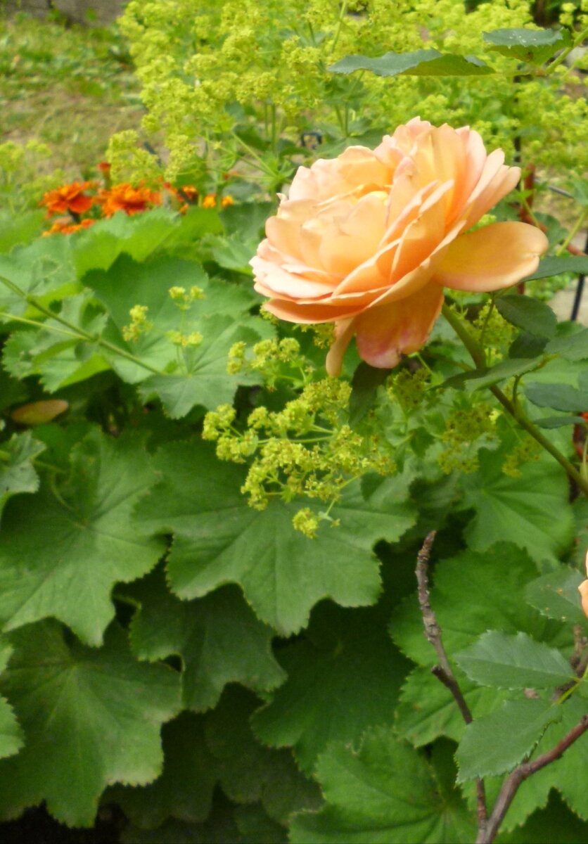 фото из интернета