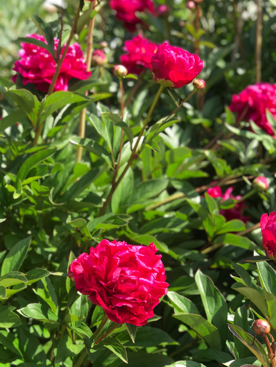 Малиновые пионы. Фотография из личного архива. 