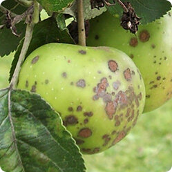 Болезни яблони и борьба с вредителями: способы лечения, чем обработать