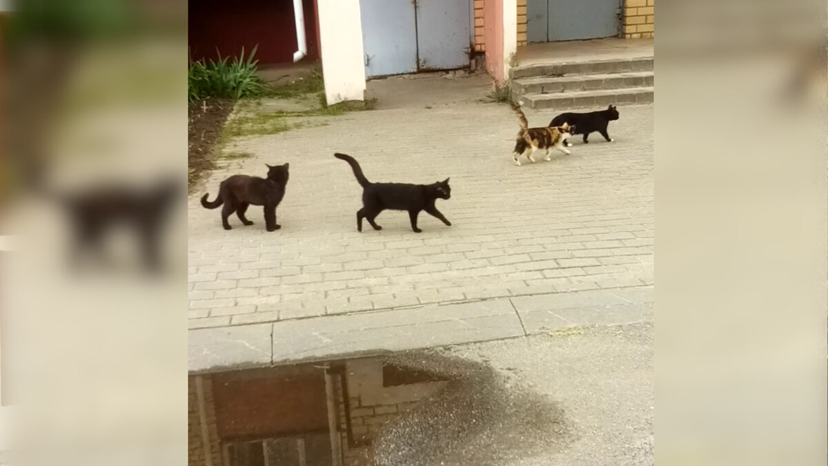 Котики нашего двора. Лопоухий Макскс