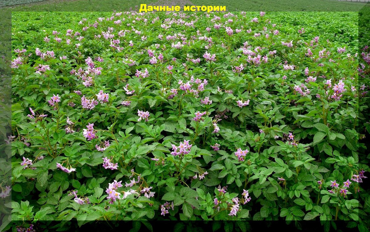 https://vk.com/photo-159774511_457254282