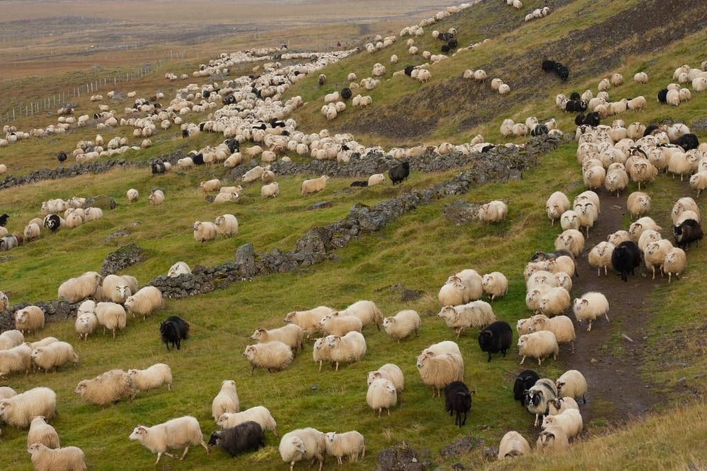 Исландские овцы: Овцы, одевавшие викингов. Полу-дикая порода, близкая по духу и внешности к копытным, которых только-только приручили люди3