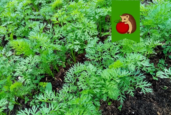 Простая подкормка для моркови в июле для крупных, сладких и крепких корнеплодов0