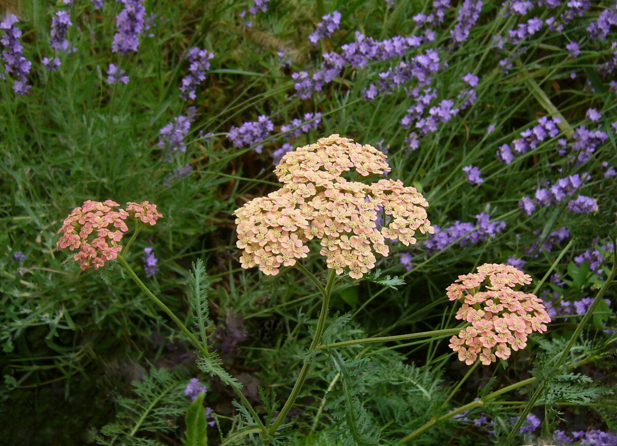 Тысячелистник и лаванда
