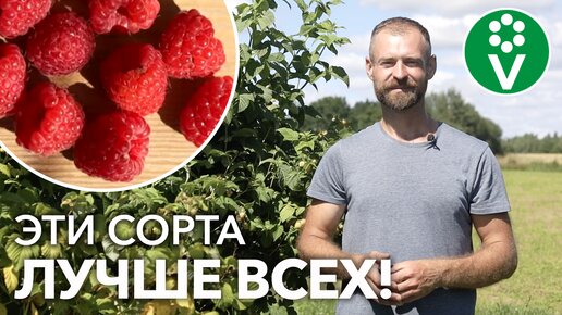 Выбираем летнюю малину: обзор сортов. Ягод много, вкусные, кусты мороза не боятся