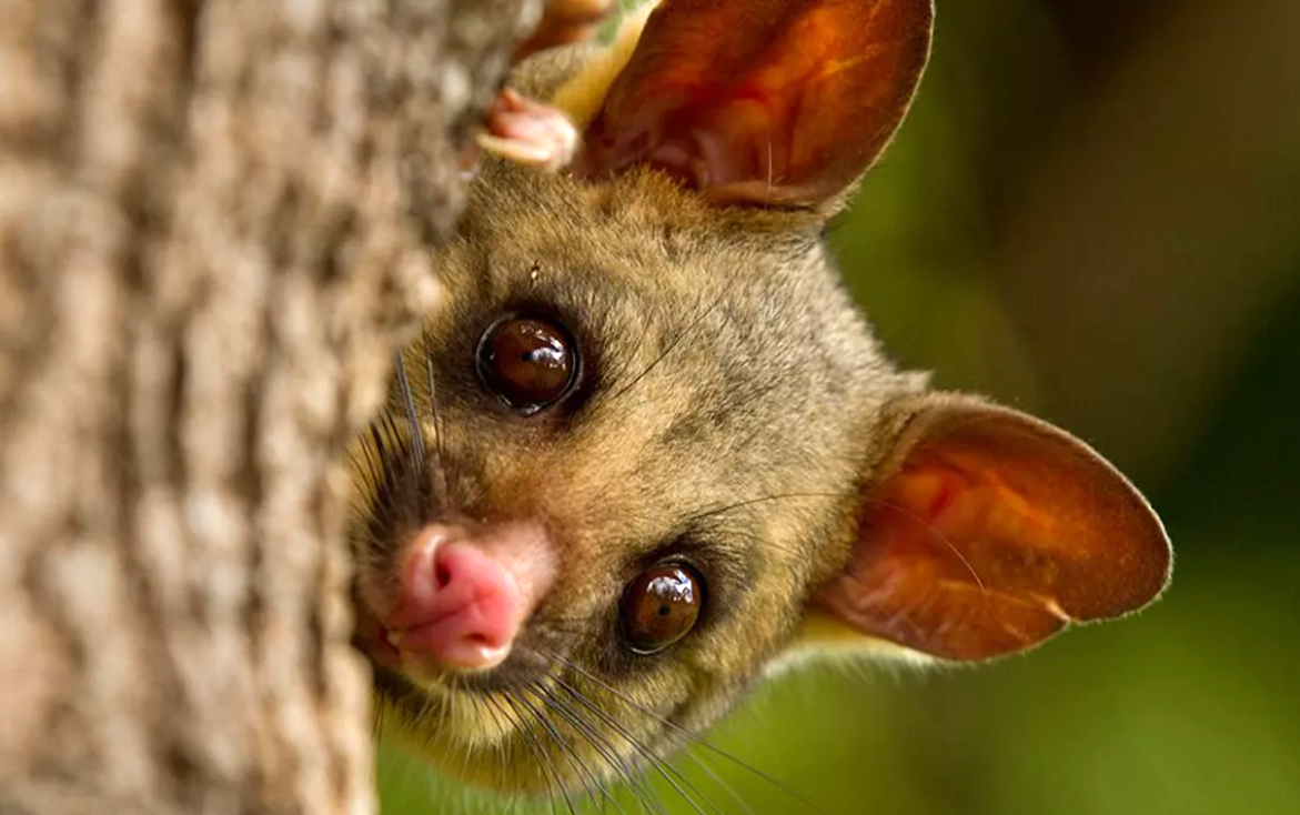 Я к Вам в гости. Ставьте чайник. Фото: cherepah.ru