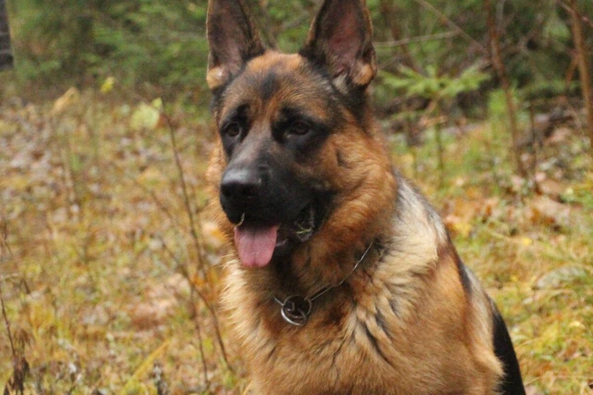 Шелдон. 10.04.2014 - 05.08.2022