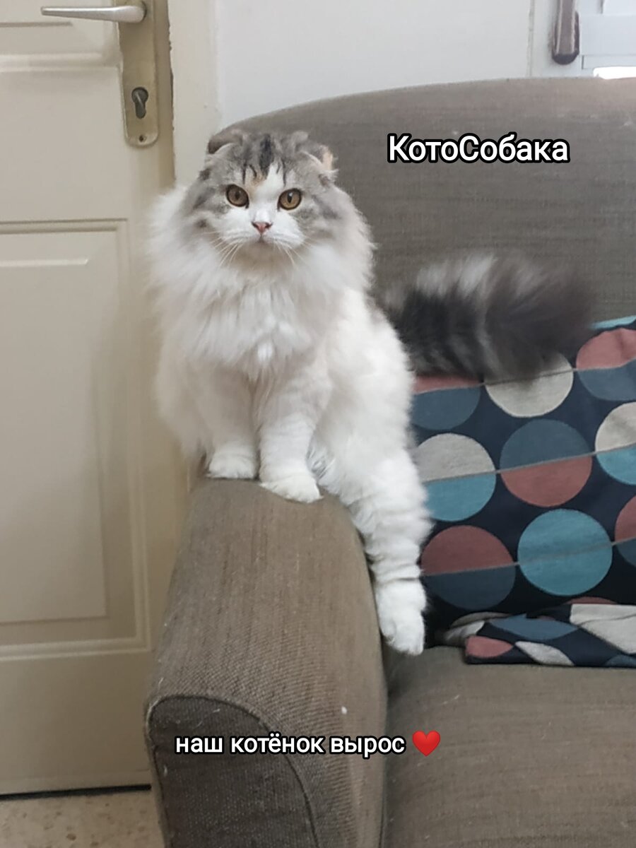 Фото снято автором канала КотоСобака