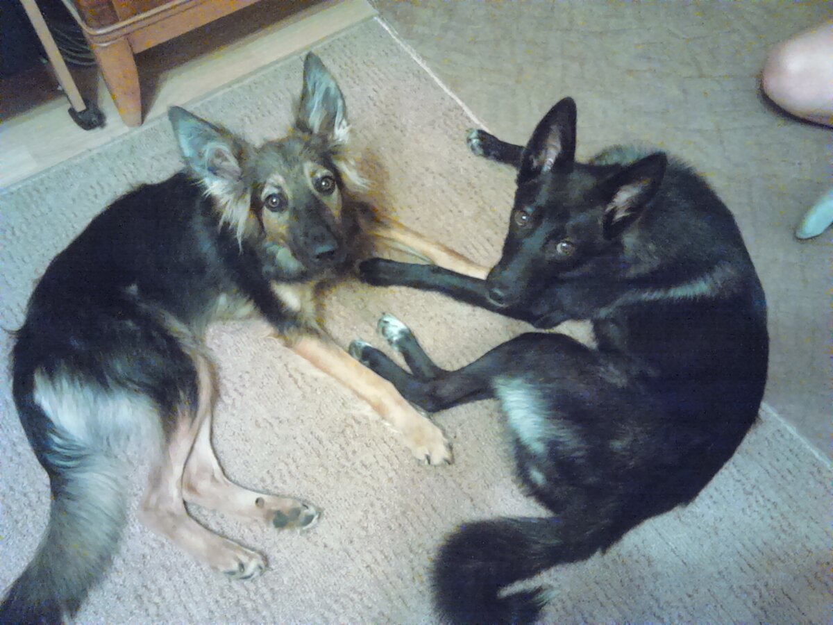 Сая и Фиби в 2015 году. Еще худые, по 10 кг, и ушастые)))