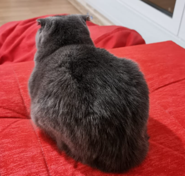 Немного кошачьих булочек