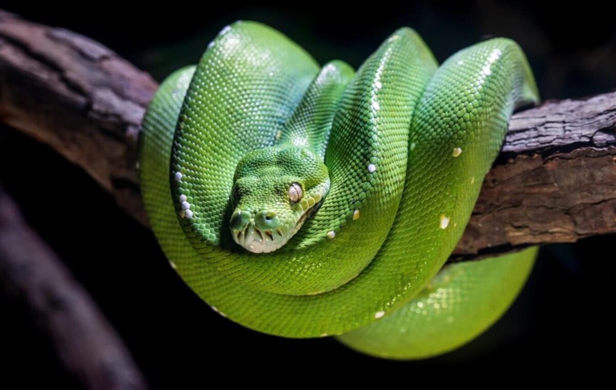    Ученые раскрыли один из самых главных секретов питонов