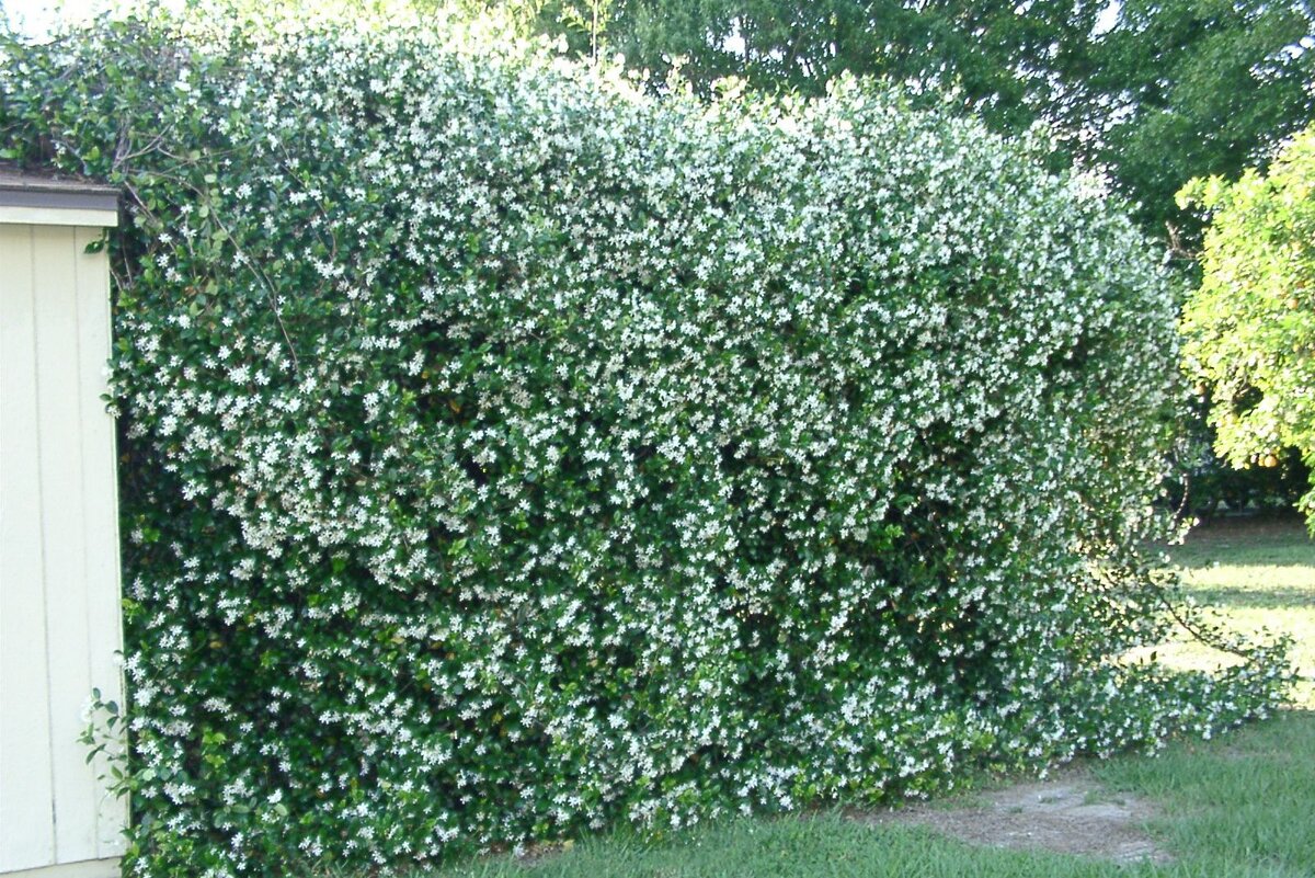 Вот так выглядит изгородь мечты (фото из интернета)