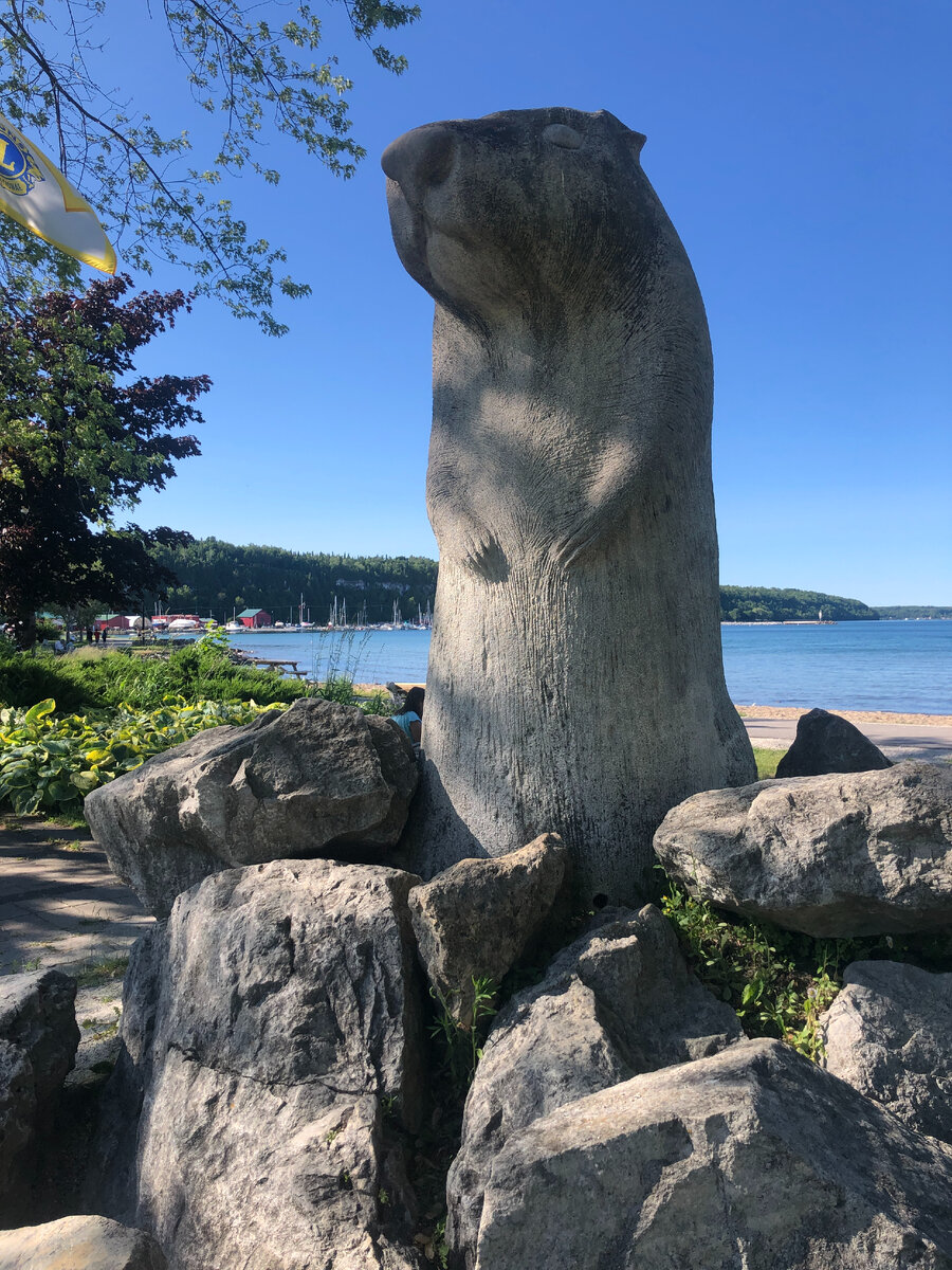 Wiarton Willie - сурок из Канады