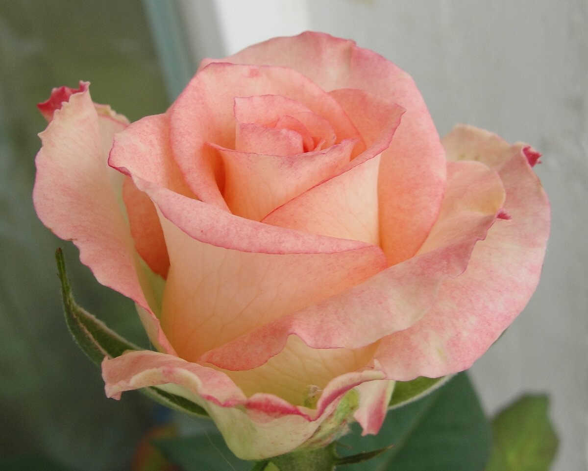 Распускающиеся бутоны розы Lipstick