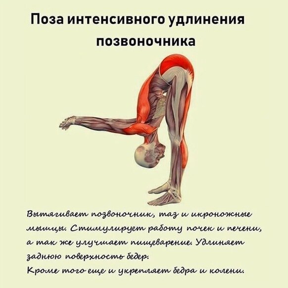 Асана, позволяющая вытягивать позвоночник 