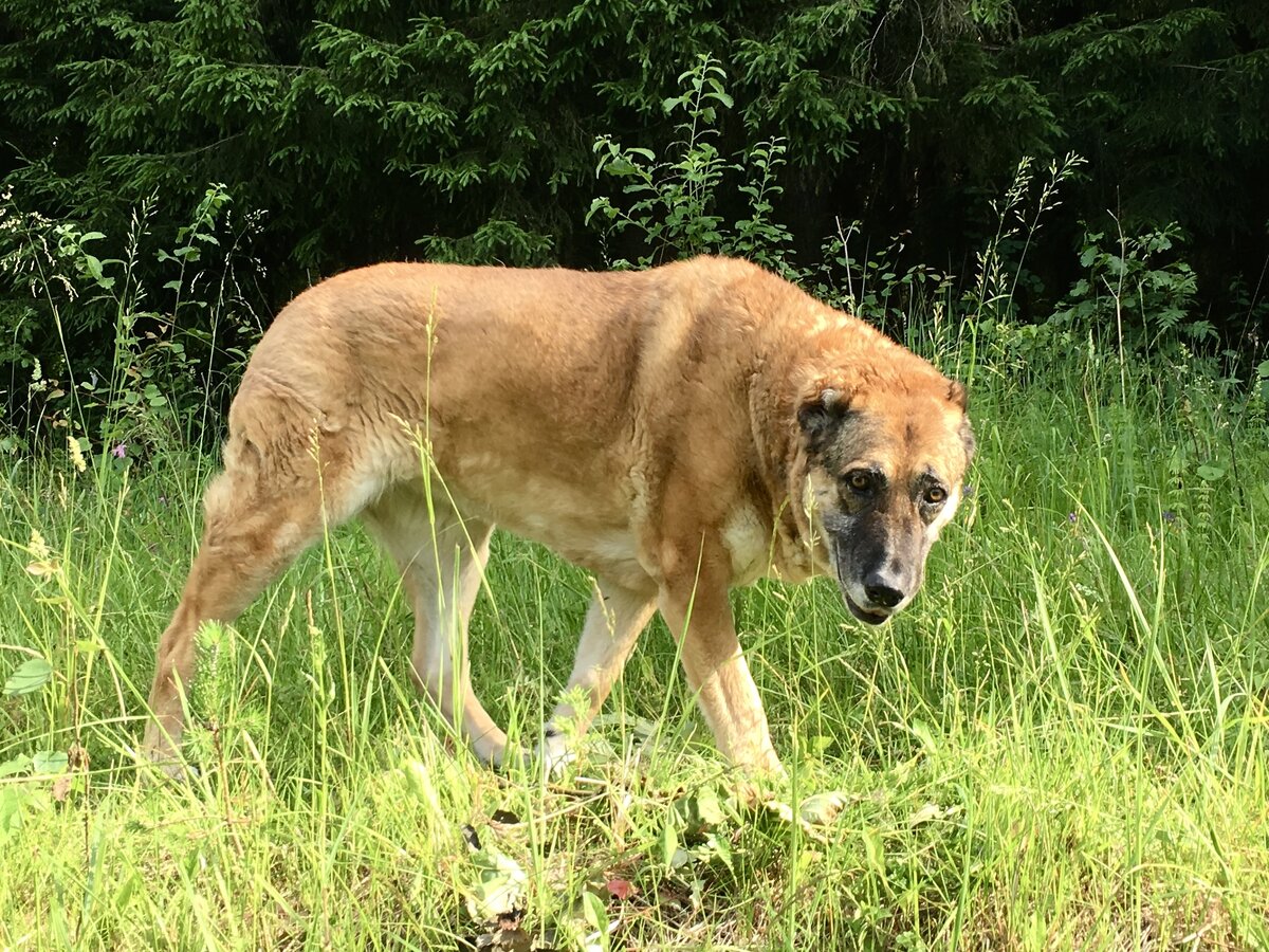Прикладываю фото собаки
