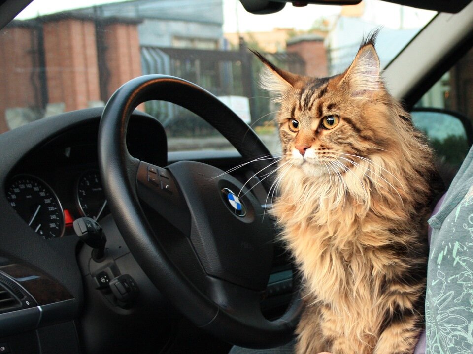 Кот на торпеде автомобиля