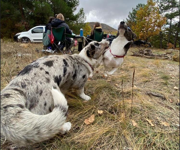 Кики и Бублик бесятся