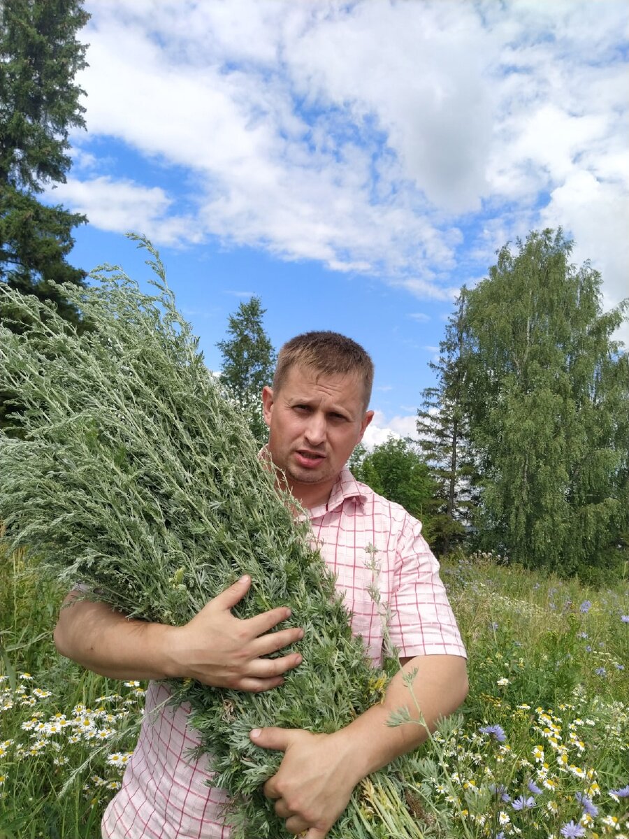Я собираю полынь для пасеки)