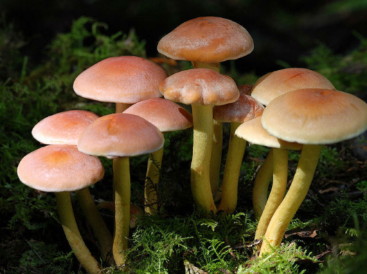    Ядовитые грибы ложные опята // фото: zabavniks.com