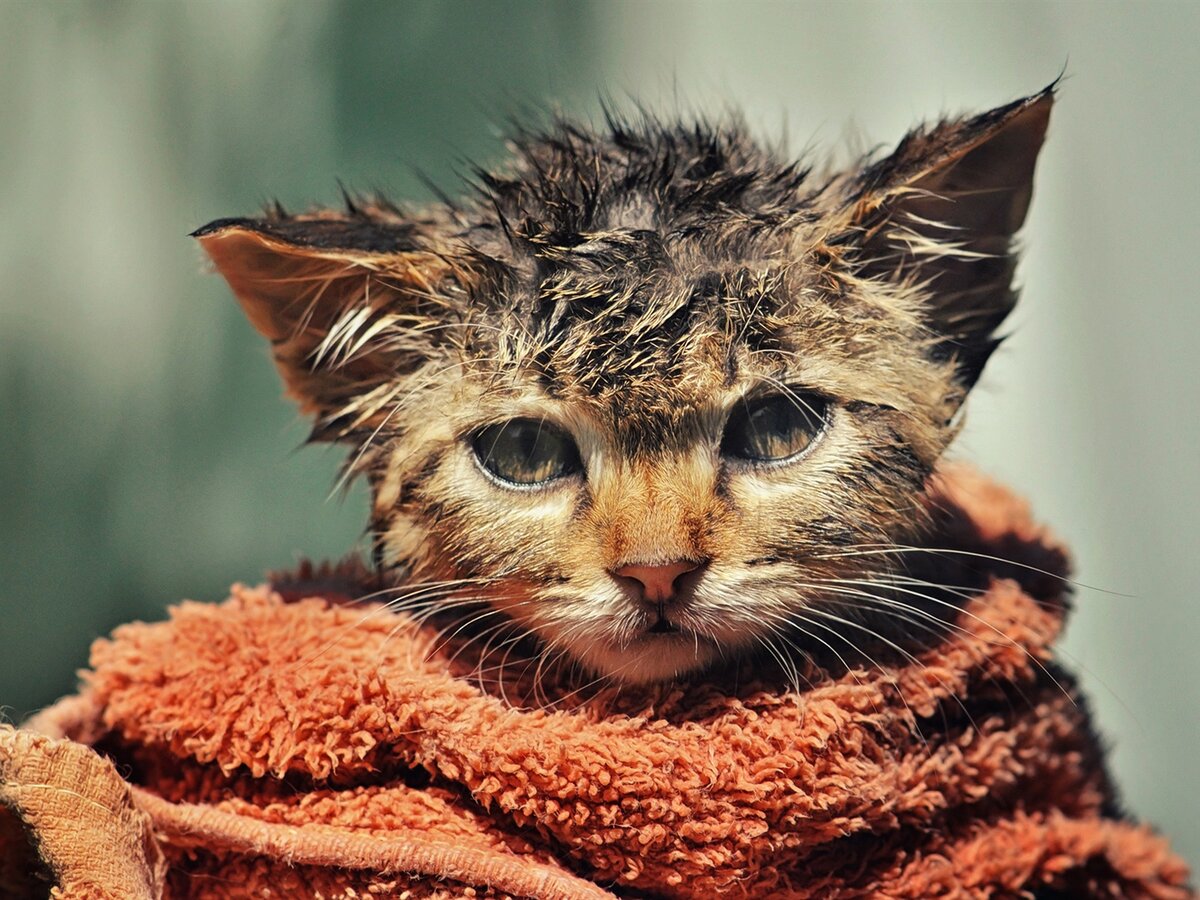 Как часто можно мыть кошку или кота | Egor | Дзен