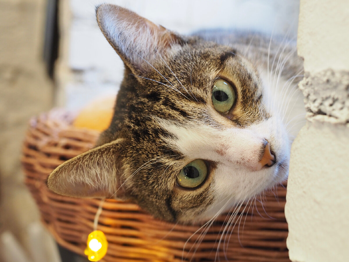 Стрельна ждёт вас в гости каждый день с 10-21